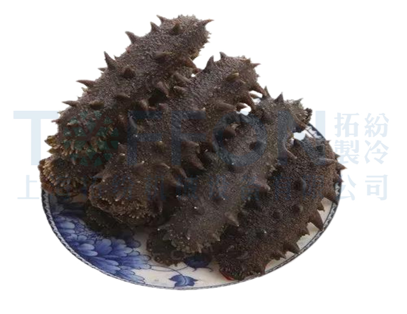 海參凍干，海鮮食品凍干技術(shù)應(yīng)用于海參凍干