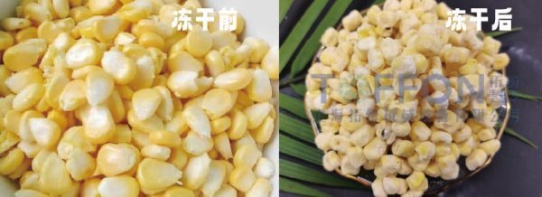 凍干技術(shù)鎖住玉米的鮮美與營(yíng)養(yǎng)