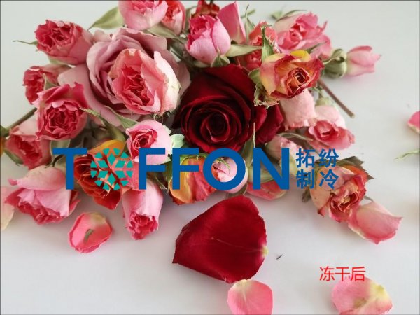 凍干機(jī)制作永生，留住鮮花的永恒之美